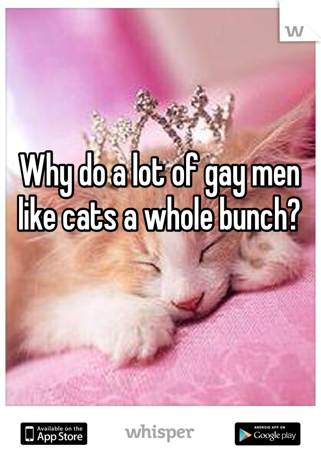 Why do a lot of gay men like cats a whole bunch?