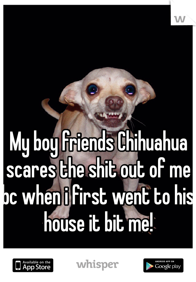 My boy friends Chihuahua scares the shit out of me bc when i first went to his house it bit me!