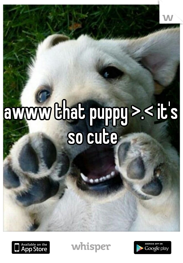 awww that puppy >.< it's so cute