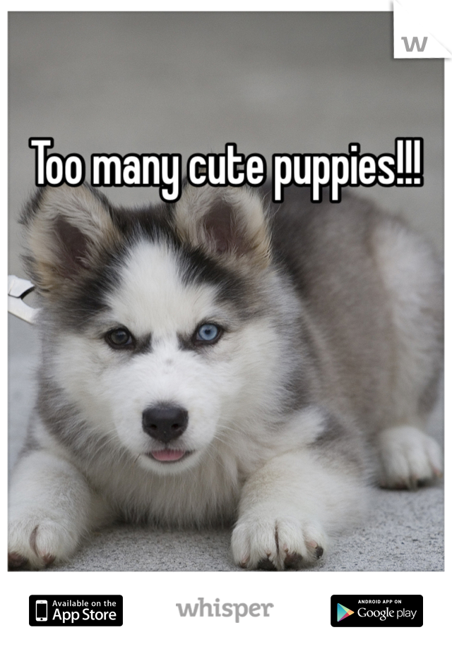 Too many cute puppies!!!