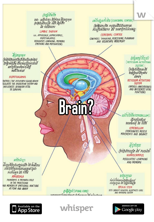 Brain?