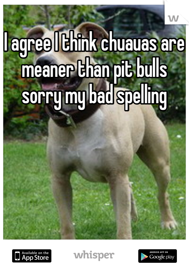 I agree I think chuauas are meaner than pit bulls sorry my bad spelling