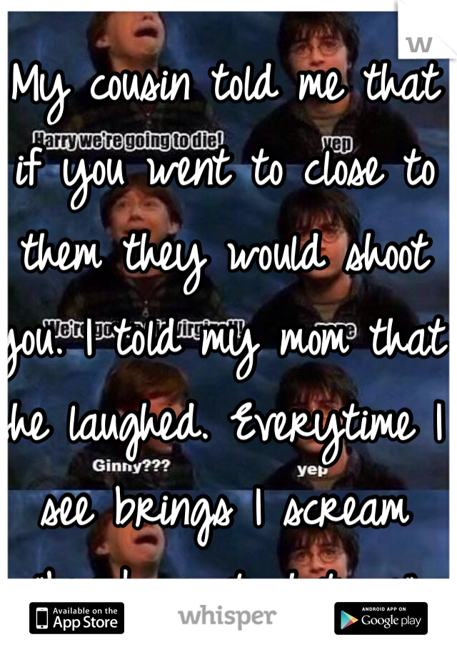 My cousin told me that if you went to close to them they would shoot you. I told my mom that she laughed. Everytime I see brings I scream "brinks just shot me" 