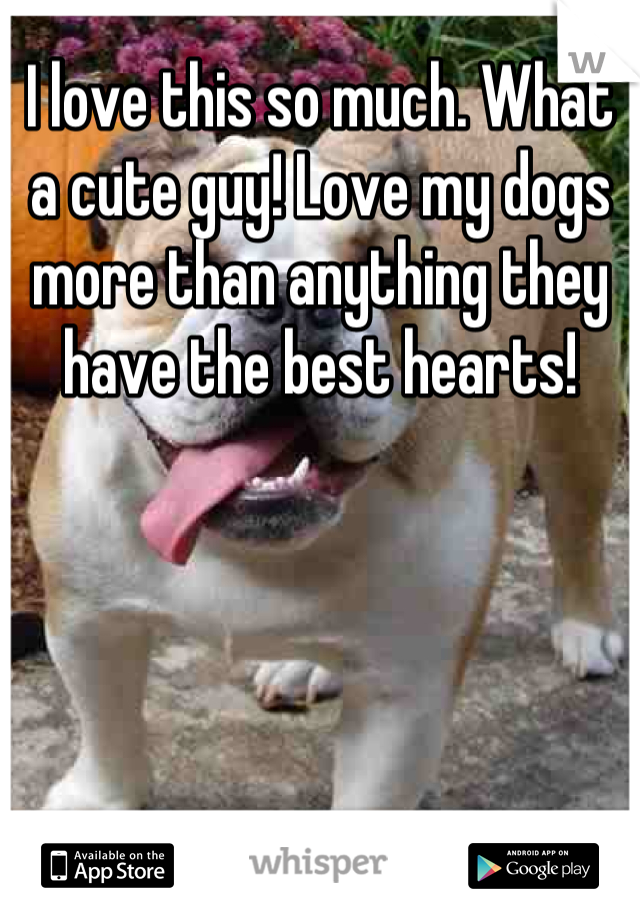 I love this so much. What a cute guy! Love my dogs more than anything they have the best hearts!