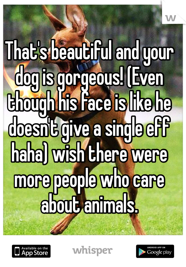 That's beautiful and your dog is gorgeous! (Even though his face is like he doesn't give a single eff haha) wish there were more people who care about animals.