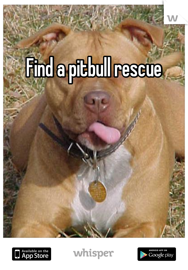 Find a pitbull rescue