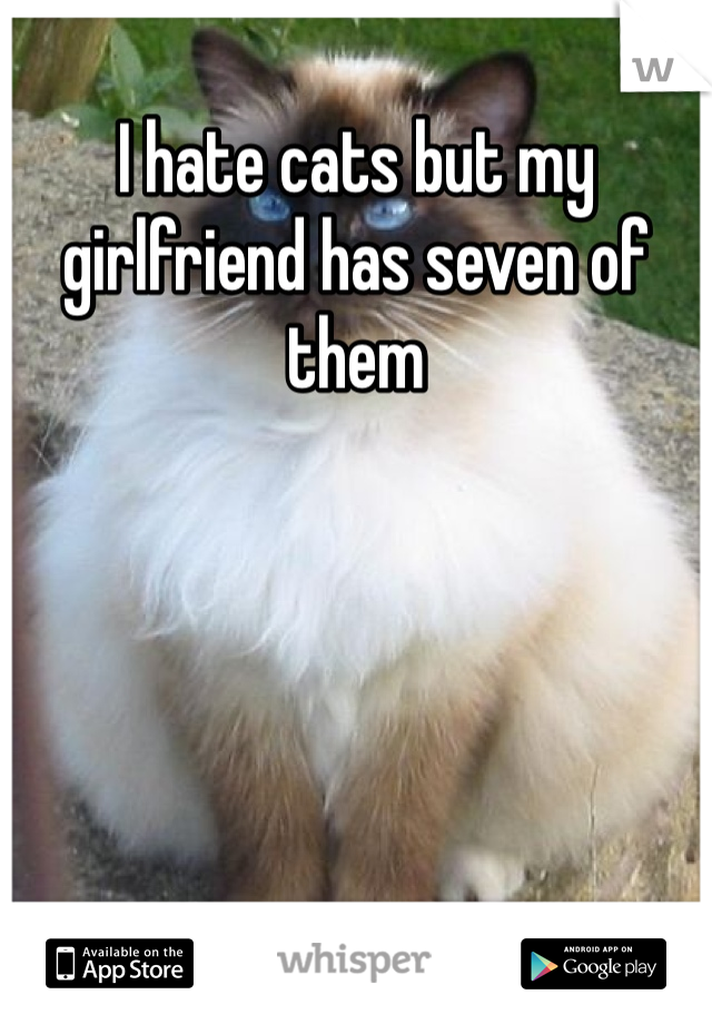 I hate cats but my girlfriend has seven of them 