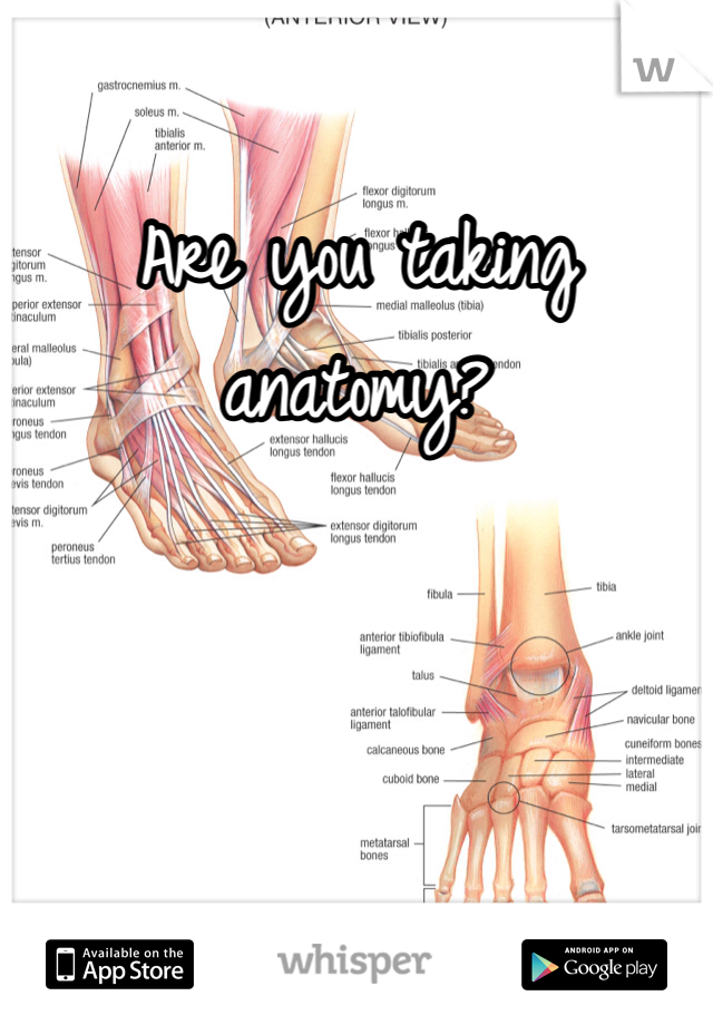 Are you taking anatomy?