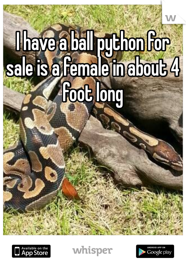 I have a ball python for sale is a female in about 4 foot long 