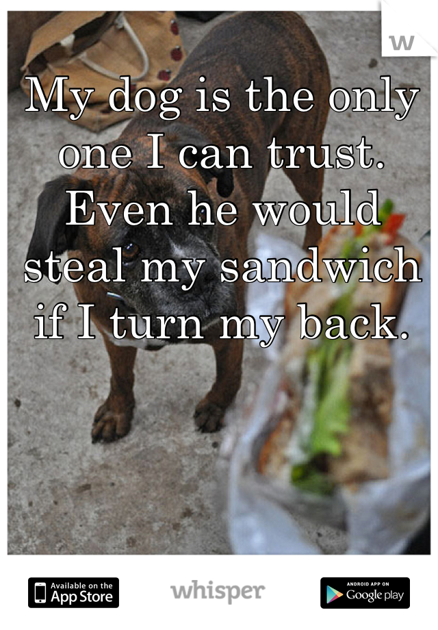 My dog is the only one I can trust. Even he would steal my sandwich if I turn my back.