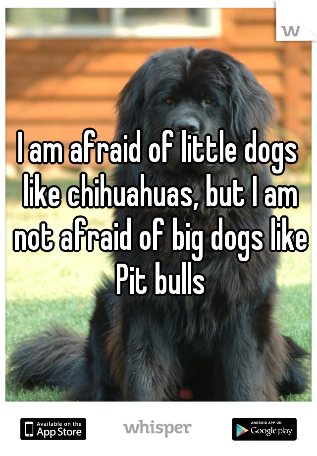 I am afraid of little dogs like chihuahuas, but I am not afraid of big dogs like Pit bulls