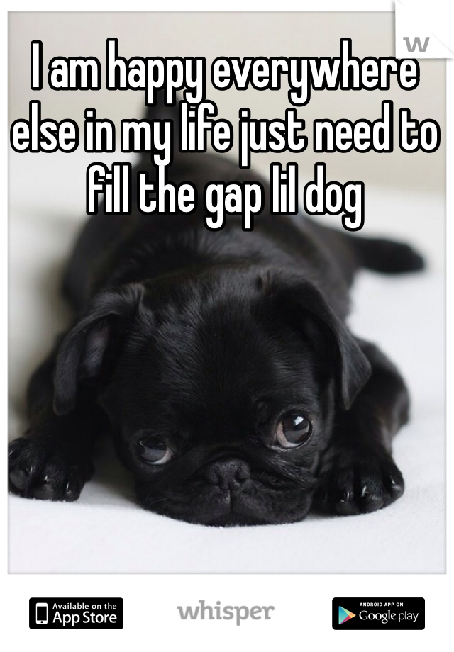 I am happy everywhere else in my life just need to fill the gap lil dog