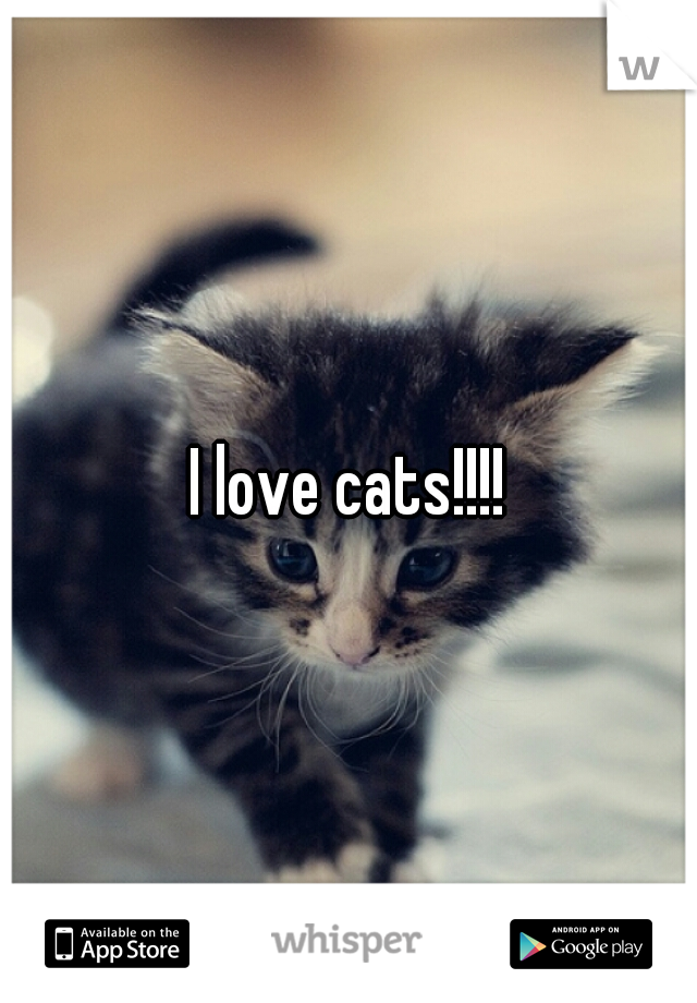 I love cats!!!!