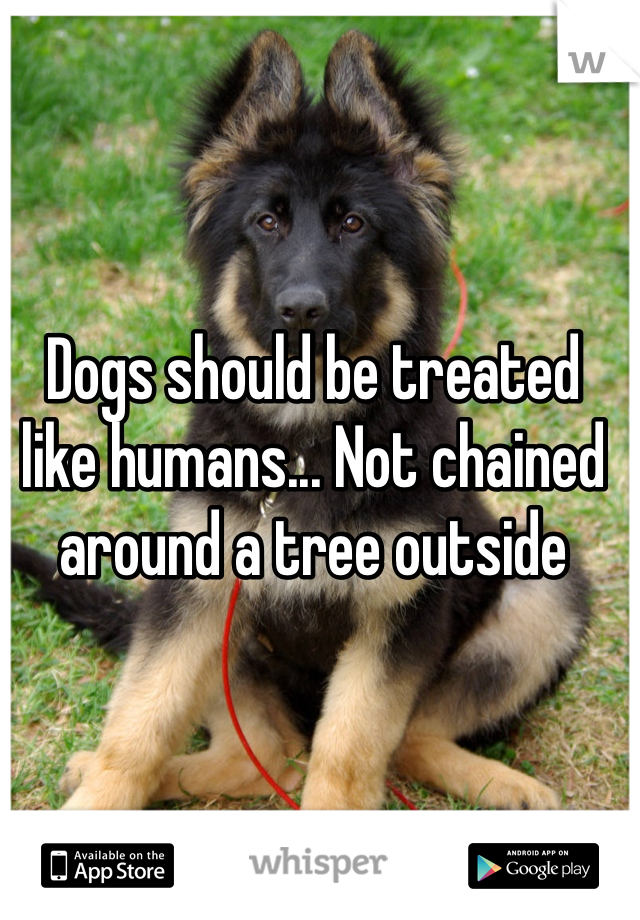 Dogs should be treated like humans... Not chained around a tree outside