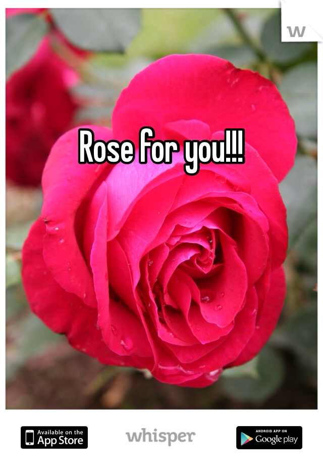 Rose for you!!!