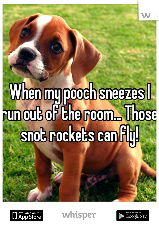 When my pooch sneezes I run out of the room... Those snot rockets can fly! 