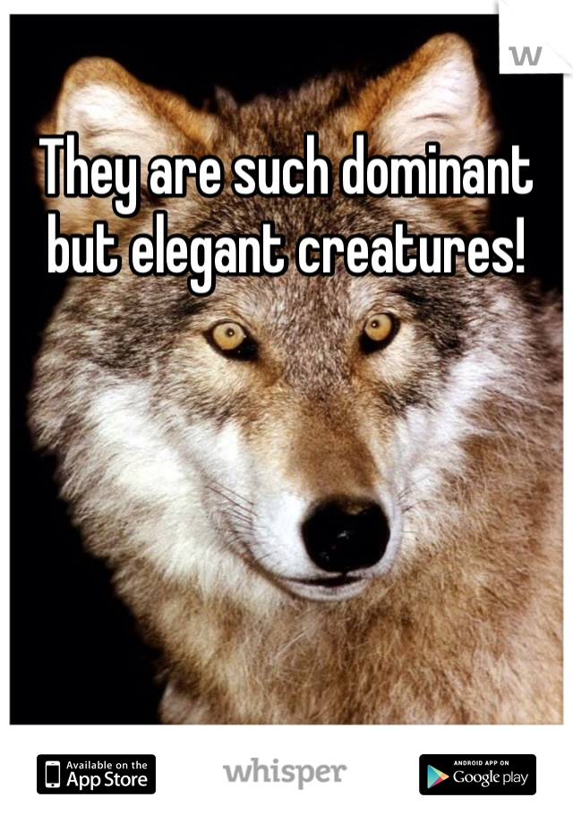 They are such dominant but elegant creatures! 