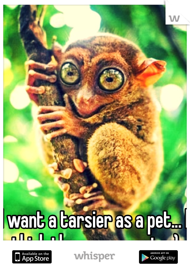 I want a tarsier as a pet... I think they are so cute :)