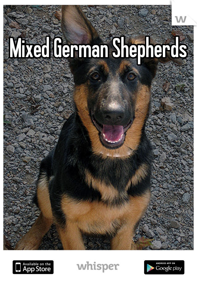 Mixed German Shepherds  