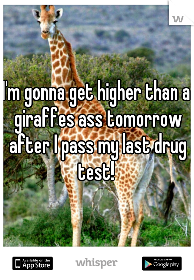 I'm gonna get higher than a giraffes ass tomorrow after I pass my last drug test! 