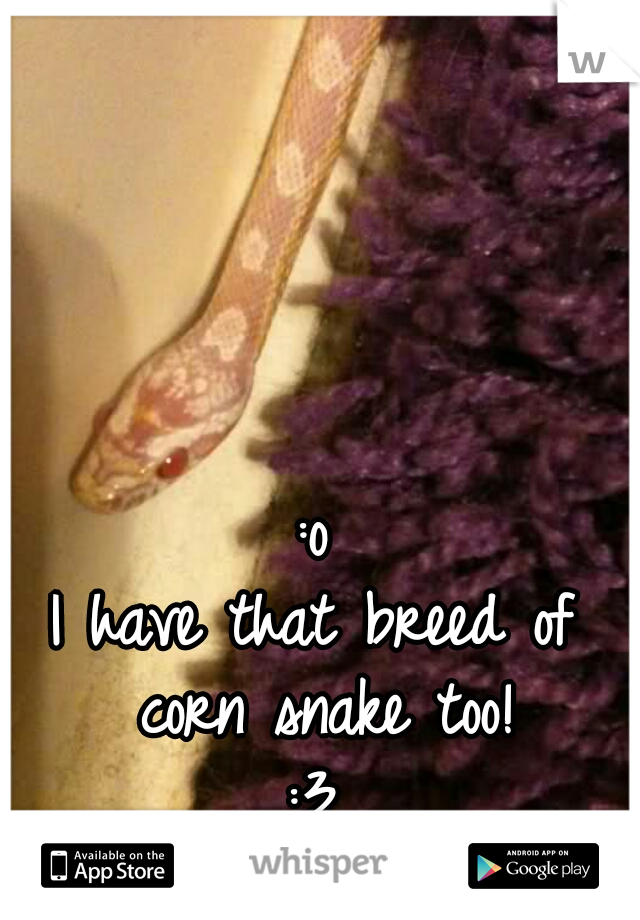 :o
I have that breed of corn snake too!
:3