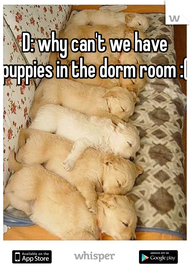 D: why can't we have puppies in the dorm room :(