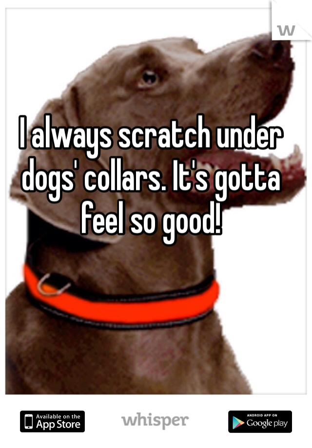 I always scratch under dogs' collars. It's gotta feel so good!