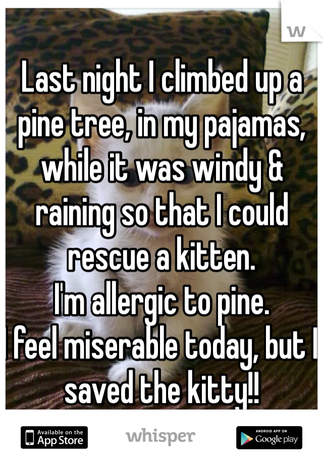 Last night I climbed up a pine tree, in my pajamas, while it was windy & raining so that I could rescue a kitten.
I'm allergic to pine.
I feel miserable today, but I saved the kitty!!