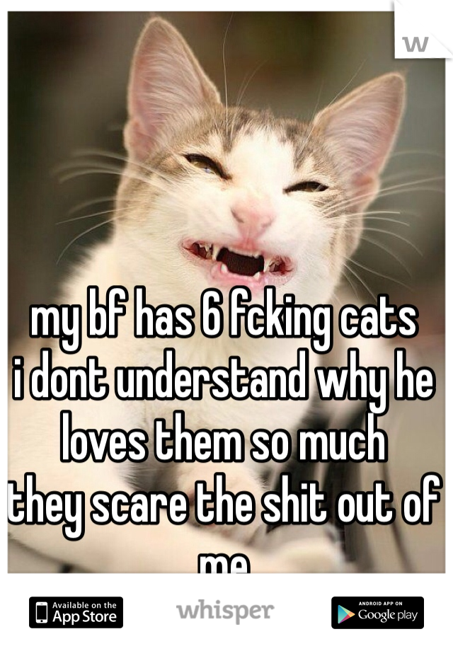 my bf has 6 fcking cats
i dont understand why he loves them so much
they scare the shit out of me