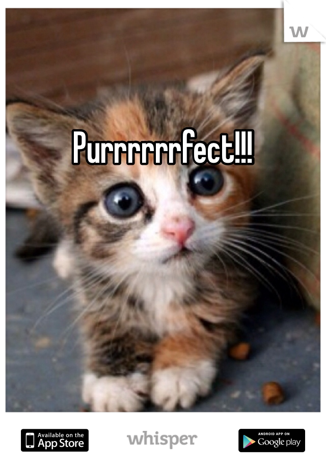 Purrrrrrfect!!!