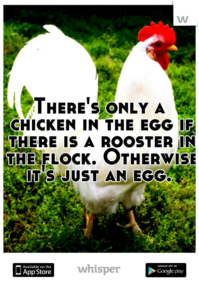 There's only a chicken in the egg if there is a rooster in the flock. Otherwise it's just an egg. 