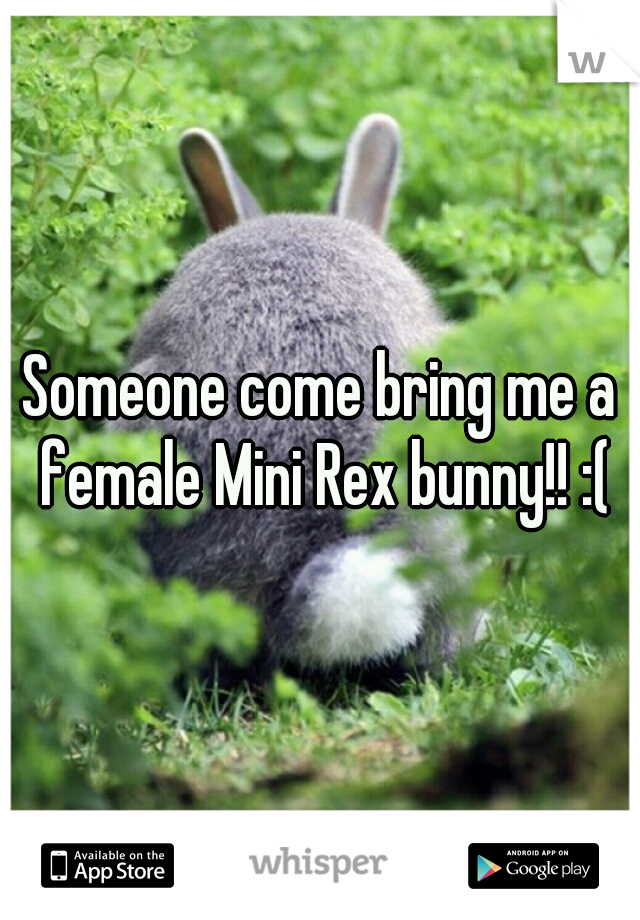 Someone come bring me a female Mini Rex bunny!! :(