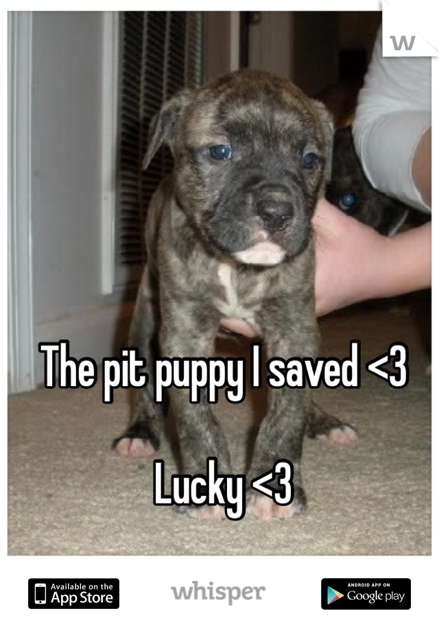 The pit puppy I saved <3 

Lucky <3