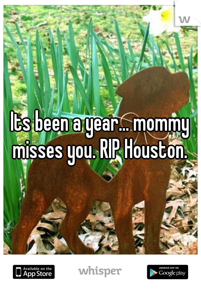 Its been a year... mommy misses you. RIP Houston. 