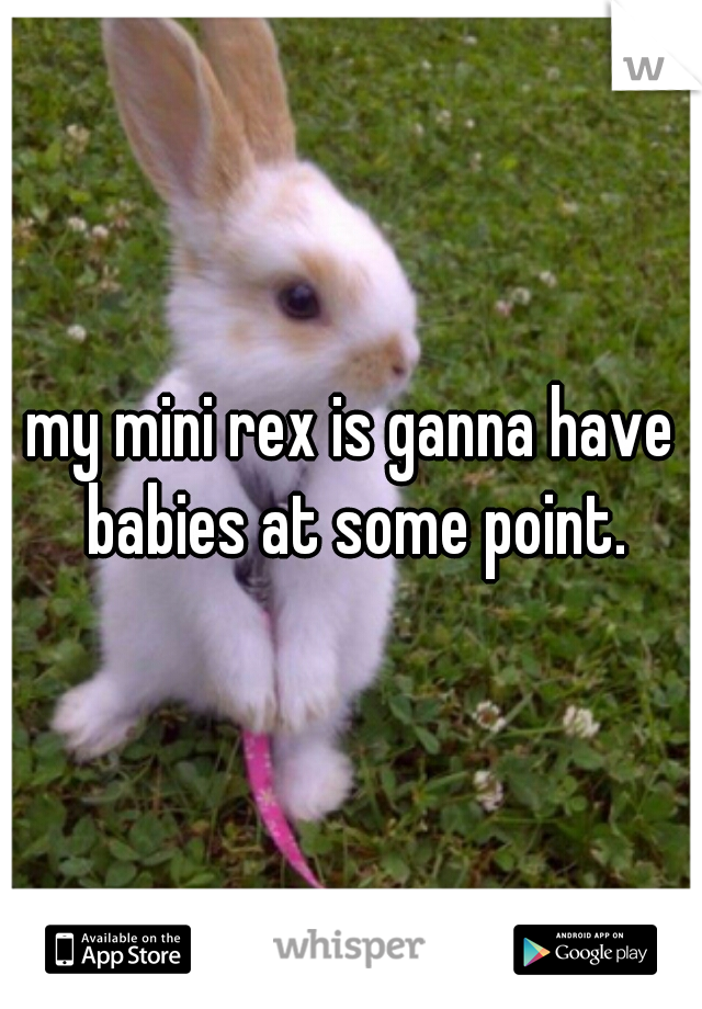 my mini rex is ganna have babies at some point.