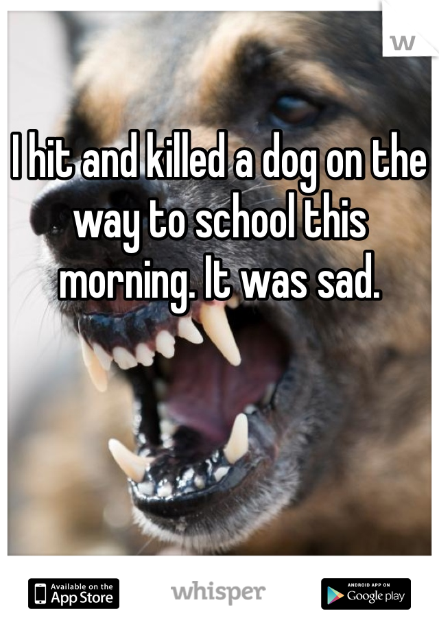 I hit and killed a dog on the way to school this morning. It was sad. 