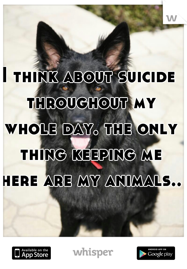 I think about suicide throughout my whole day. the only thing keeping me here are my animals..  
