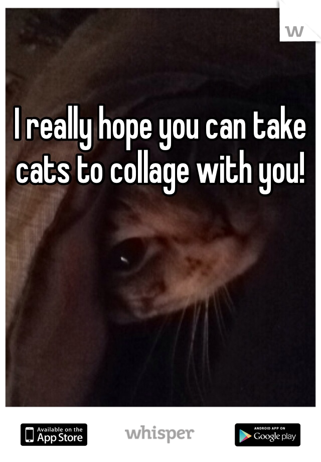 I really hope you can take cats to collage with you! 