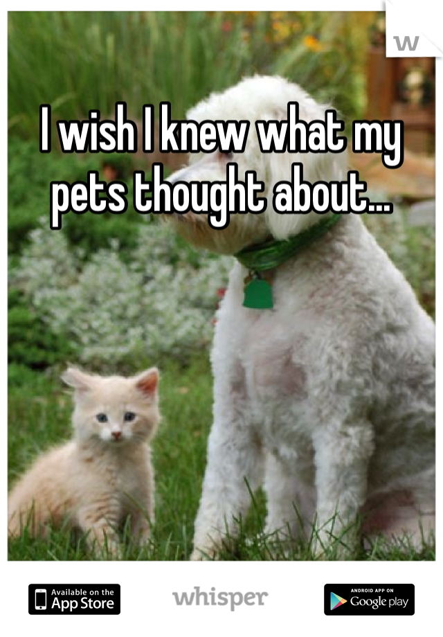 I wish I knew what my pets thought about...