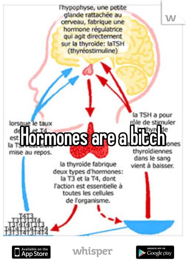 



Hormones are a bitch