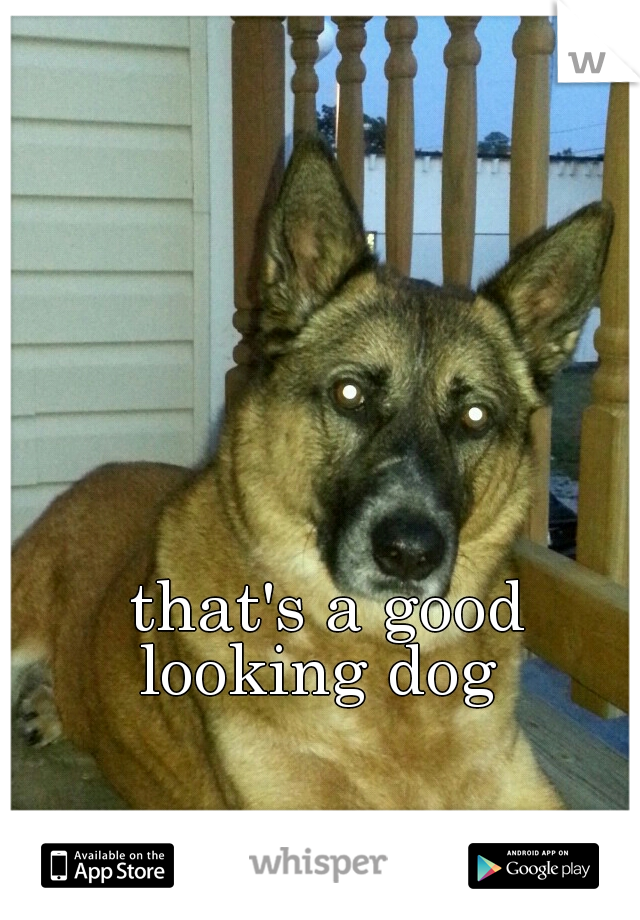 that's a good looking dog  