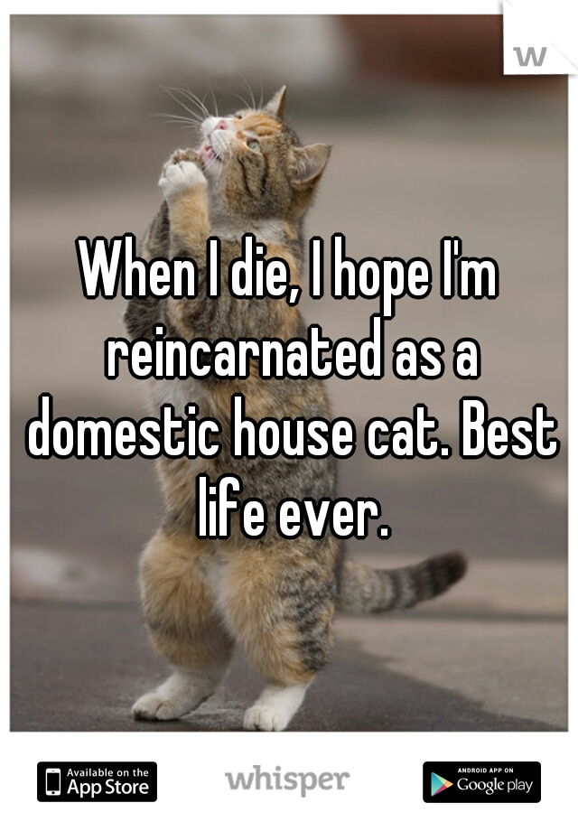 When I die, I hope I'm reincarnated as a domestic house cat. Best life ever.