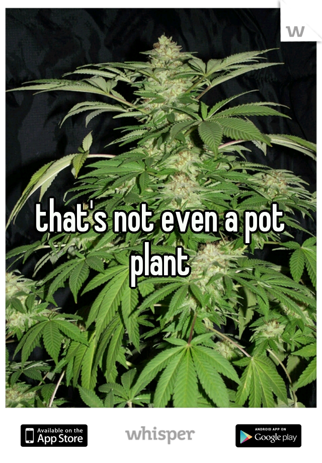 that's not even a pot plant 
