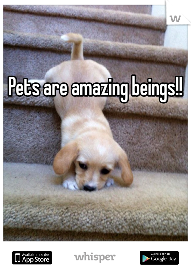 Pets are amazing beings!!