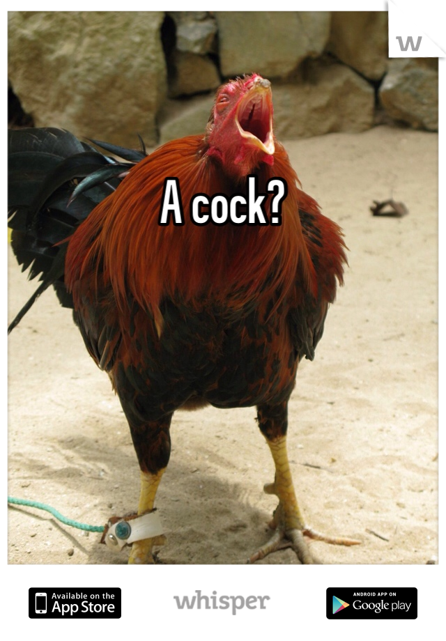 A cock?