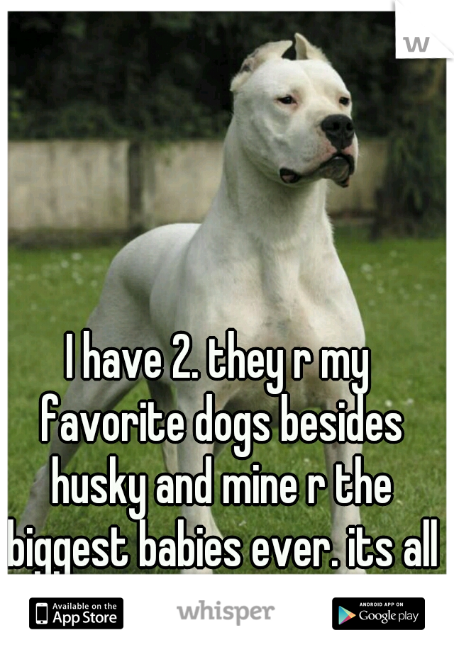 I have 2. they r my favorite dogs besides husky and mine r the biggest babies ever. its all in how they r raised.