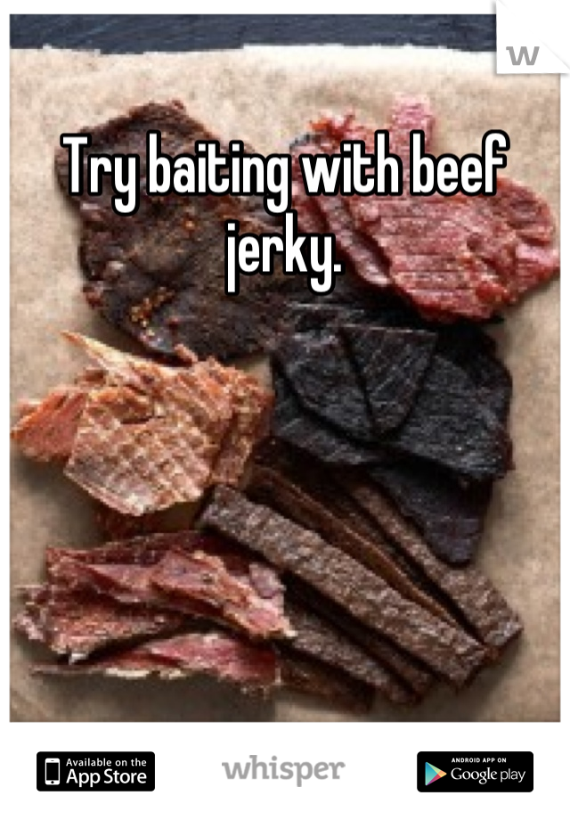 Try baiting with beef jerky.
