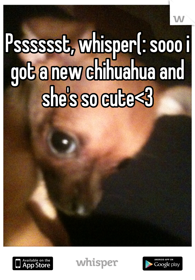 Psssssst, whisper(: sooo i got a new chihuahua and she's so cute<3