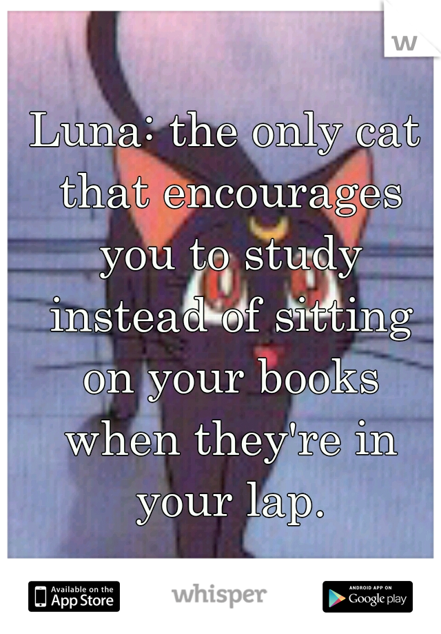 Luna: the only cat that encourages you to study instead of sitting on your books when they're in your lap.
