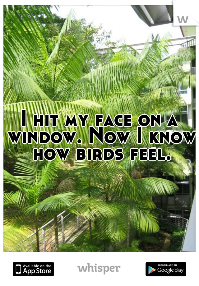 I hit my face on a window. Now I know how birds feel.